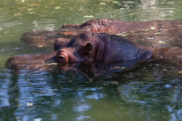 River Hippopotamus Amphibius Hippo Portrait