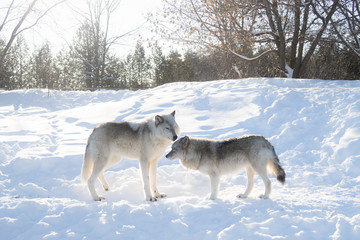 Obraz premium Two common grey wolves hunting in the snow