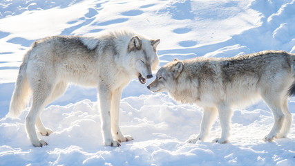 Two common grey wolves playing in the snow