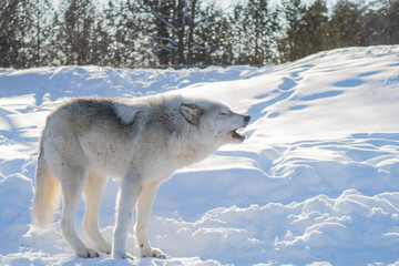 Fototapeta premium Beautiful common grey wolf standing with grace in the snow