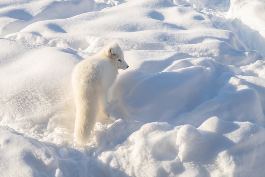 Arctic Fox In Winter Pelage Walking In The Snow