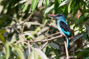 Blue breasted Kingfisher Bird Halcyon Malimbica