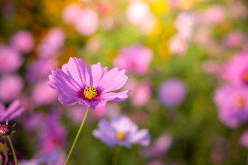  Beautiful Cosmos flowers in garden. Nature background.