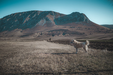 Guard dog in the mountains