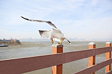 갈매기의먹이사냥입니다