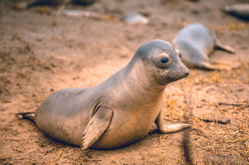 Fototapeta premium Elephant Seal