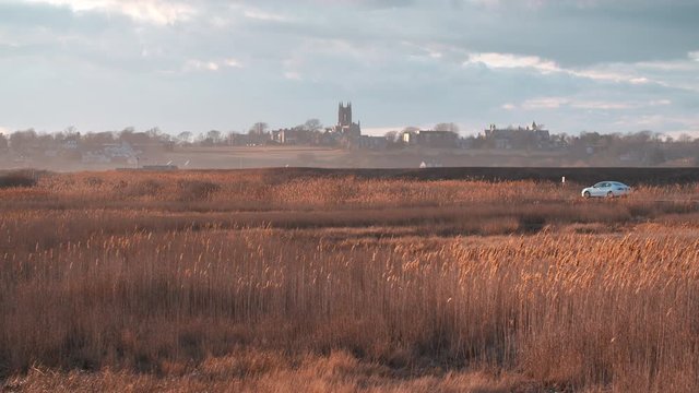 Cattails and water reed plants near the wetlands of the Bird Sanctuary
