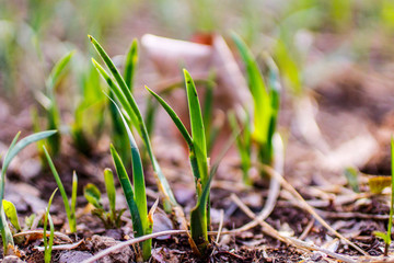 shoots of green grass in spring. early spring image. 