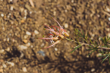 close-up of semperflorens mallee dawn grevillea plant outdoor