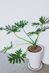indoor gardening, big monstera plant with green tropical leaves in white pot indoor next to white wall