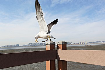 갈매기의먹이사냥입니다