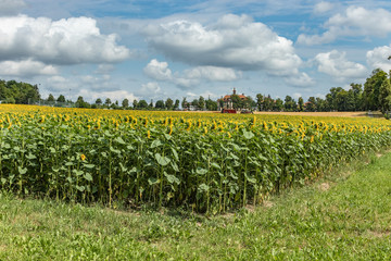 Fototapeta na wymiar Spacious field of blooming beautiful sunflowers. Tractor delivers fertilizer. Green trees, bright blue sky and white fluffy clouds in the blurred background