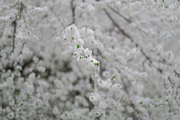 Spring bloom. White blooming bakground.