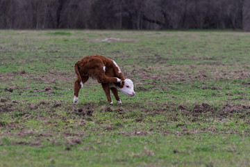 Polled Hereford calf scratching an itch