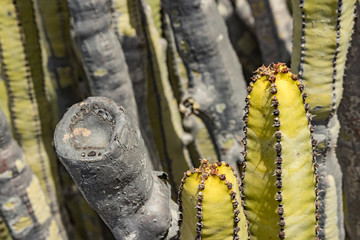 Euphorbia canariensis, known as the Canary Island spurge, Hercules club or in Spanish cardon, is a succulent member of the genus Euphorbia and family Euphorbiaceae endemic to the Canary Islands