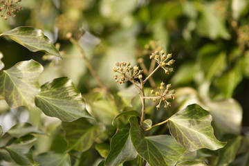 Efeu Blätter Hedera helix 'WOERNER'