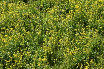 Obraz premium A tourist spot in spring in Japan / A rape field in Minamiizu, Shizuoka Prefecture.