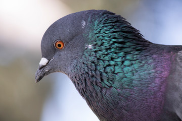 Close-up of the pigeon's head. It has green purple and gray colors. Blurred