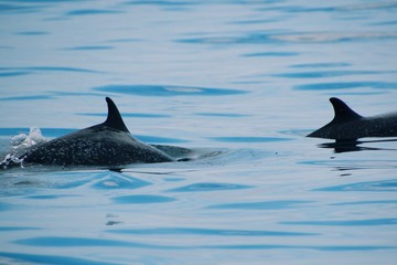 Naklejka premium dolphin in blue water