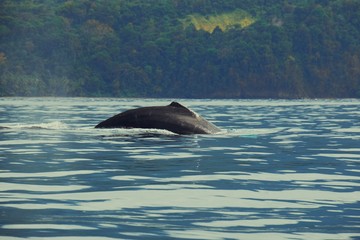 Naklejka premium dolphin jumping out of water