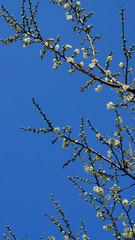 White apricot flowers under the blue sky