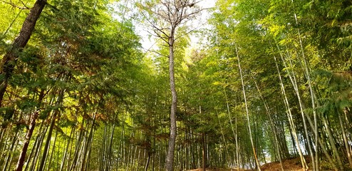 Fototapeta na wymiar Damyang Bamboo Grove (Jukonkwon), South Korea