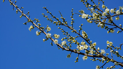 White apricot flowers under the blue sky
