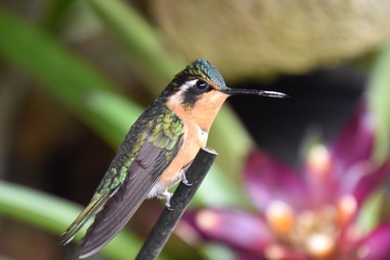 hummingbird on branch