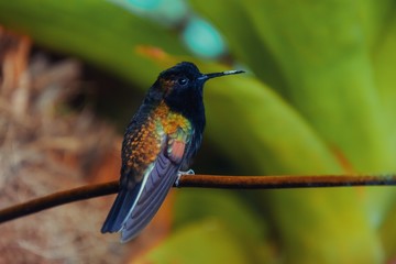 Fototapeta na wymiar kingfisher on a branch