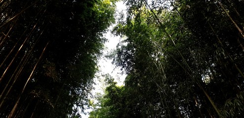 Fototapeta premium rays of sun in the forest