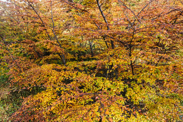 Orange foliage of tree in autumn