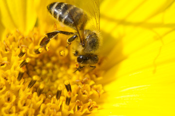 Biene sammelt Nektar in gelber Sonnen blumen Blüte