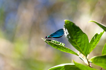  Blauflügel Prachtlibelle (Calopteryx virgo),