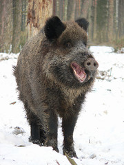 Portrait of Wild boar (Suf scrofa) in winter forest 
