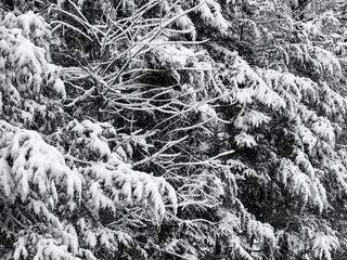 close view of pine tree branches covered with snow in winter