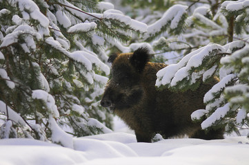 Portrait of Wild boar (Suf scrofa) in winter forest 