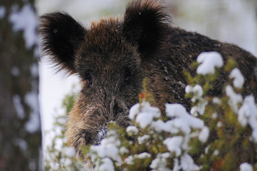 Portrait of Wild boar (Suf scrofa) in winter forest 