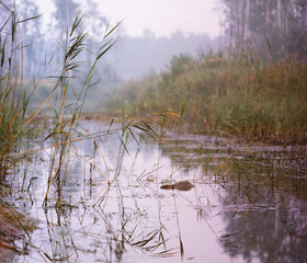 Portrait of European beaver (Castor fiber) - wide slide film scanned 35mm