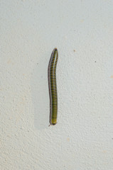 Yellow-banded Millipede 