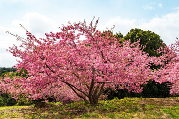豊前の河津桜
