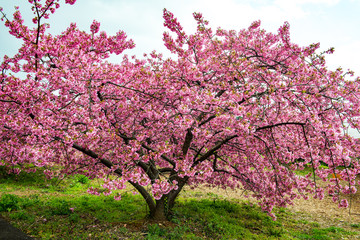 豊前の河津桜