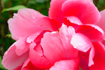 Blurred petals of pink peony