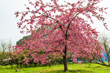 Fototapeta premium 豊前の河津桜