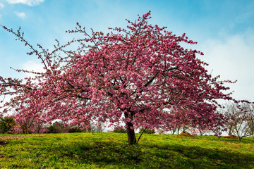 Naklejka premium 豊前の河津桜