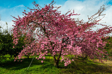 豊前の河津桜