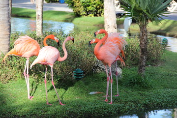 Flamingos