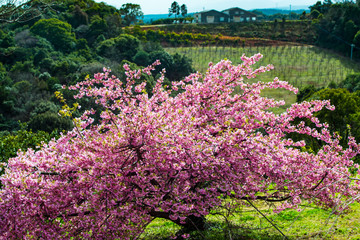 豊前の河津桜