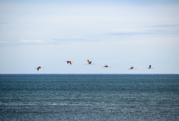 Family of Flamingos flying in line over the ocean
