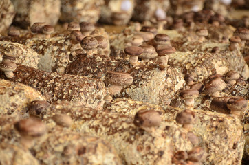 Mushroom plantation on the wood log at Sabah.