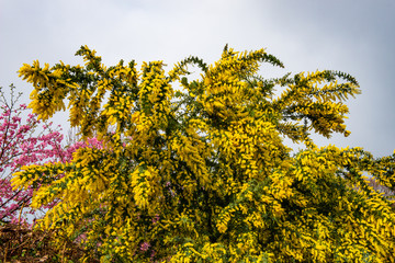 Naklejka premium 豊前のミモザ